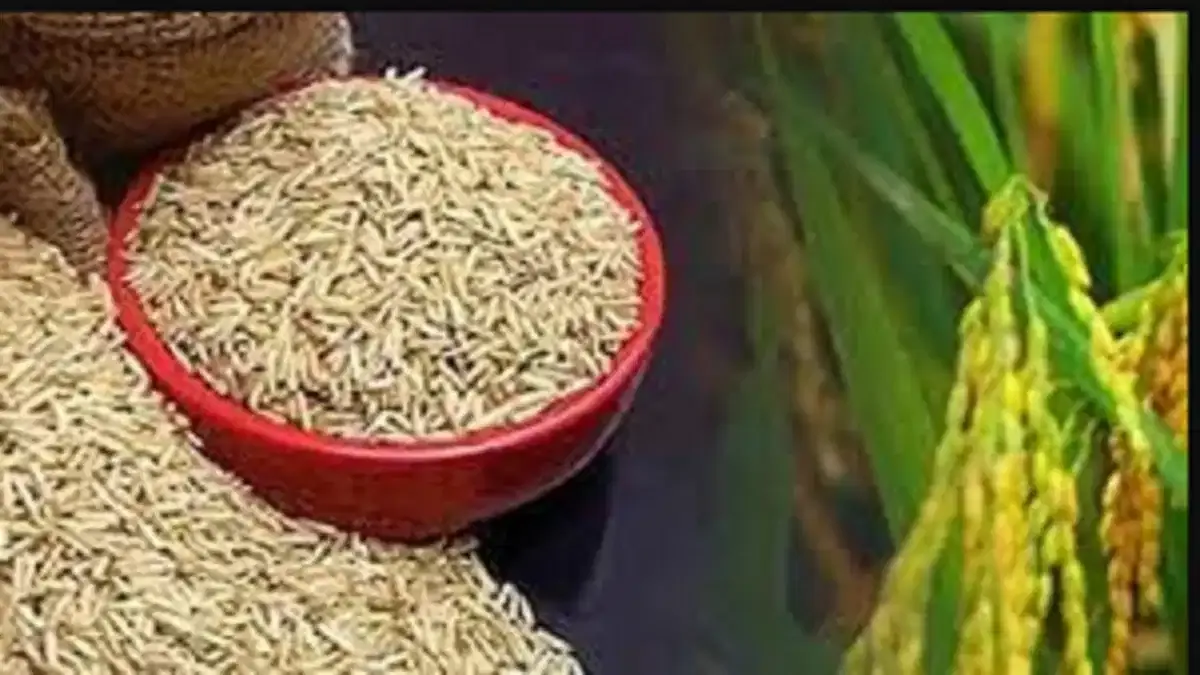 बरेली में खुलेगा राइस एक्सपोर्ट काउंसिल कार्यालय