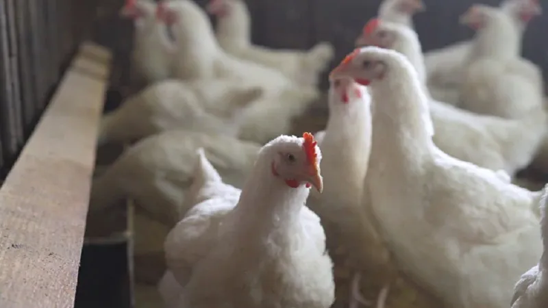 Brazil: ब्राजील ने बर्ड फ्लू के कारण की छह महीने के लिए आपातकाल की घोषणा 