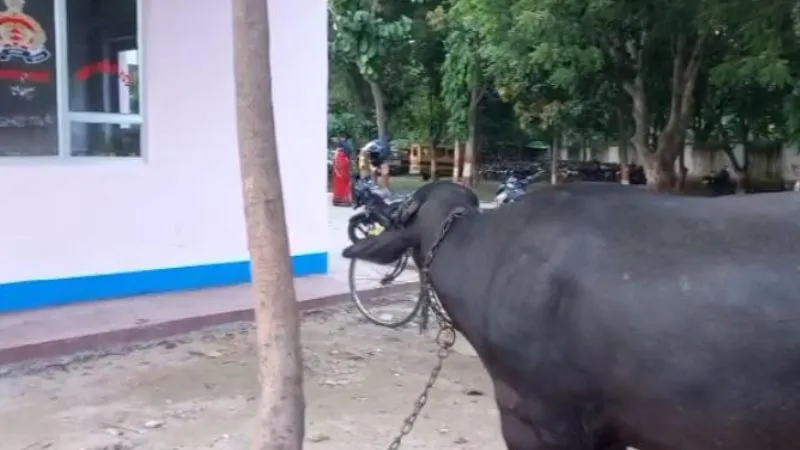 Kannauj: दबंगों ने की पिटाई, किसान भैंस को लेकर पहुंचा कोतवाली, बोला- साहब लाठी-डंडो से पीटा और फूट-फूटकर रोने लगा