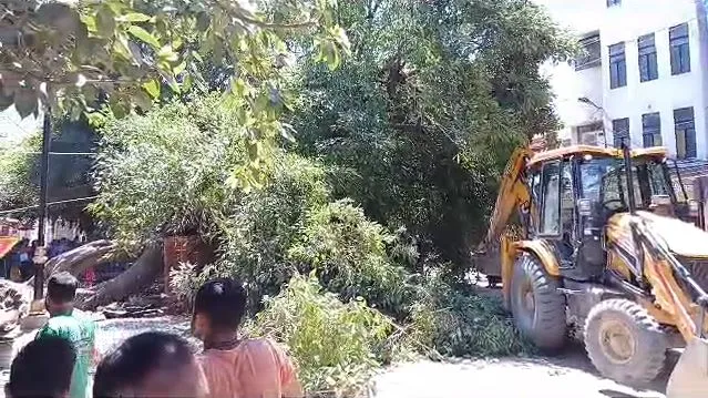 बरेली: नाला निर्माण के दौरान गिरा पाकड़ का पेड़, मचा हड़कंप