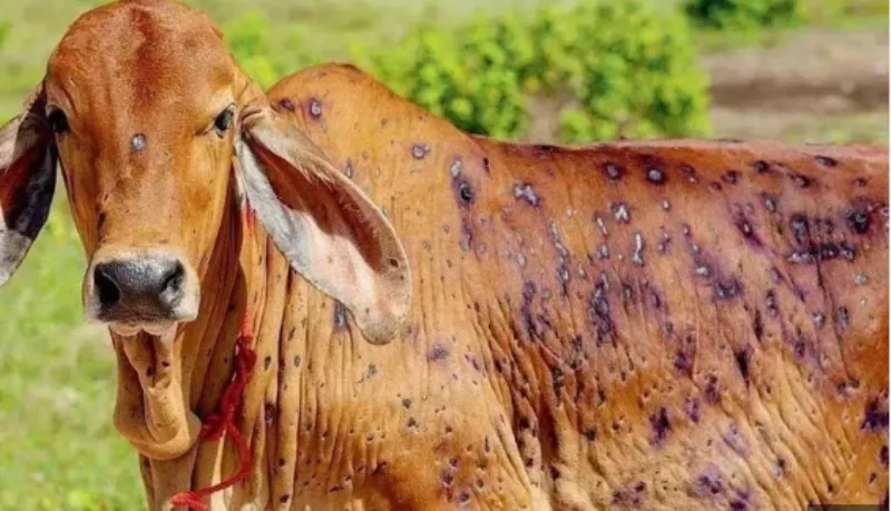 गरमपानी: लंपी की चपेट में आए बीस से ज्यादा मवेशी, दो की मौत