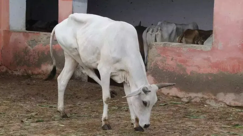 Kanpur Dehat News : गौवंशो की जिदंगी से हो रहा खिलवाड़, भूख से तड़प रहे, जलभराव व गंदगी के बीच रखा जा रहा