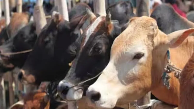 Chitrakoot: ट्रक ने तीन गायों-दो भैंसों को कुचला, मौत, सख्ती के बाद भी नहीं रुक रहा मवेशियों का हाईवे पर घूमना