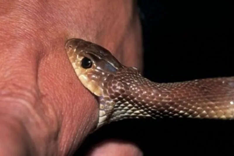 हल्द्वानी: अय्याशी के बिस्तर पर अंकित को माही के कोबरा ने डसा