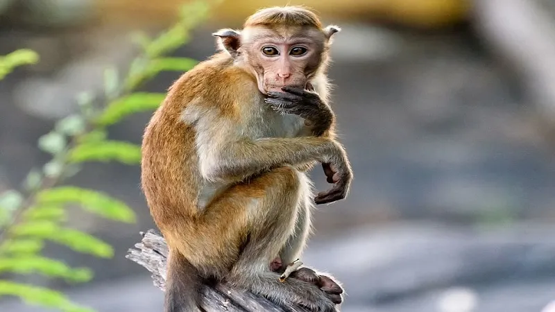 पाकिस्तान की अदालत में पेश हुए बंदर, पकड़ने में लगे 20 घंटे...जानिए फिर क्या हुआ?