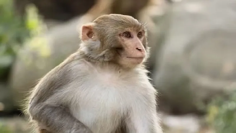 रामपुर: नहीं मिला कुछ खाने को तो काश्तकार के पैसे लेकर भागा बंदर, मचा हड़कंप