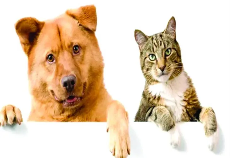 इंडोनेशिया के पशु बाजार में कुत्ते-बिल्ली के मांस की बिक्री बंद