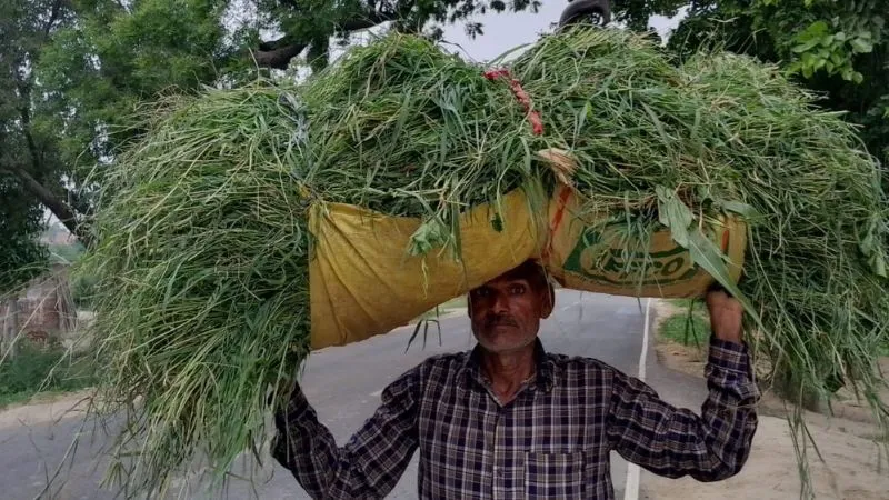 Farrukhabad News : बाढ़ आने से पशुओं को जिंदा रखना हो रहा मुश्किल, पशुपालक के सामने रोजी-रोटी का सकंट