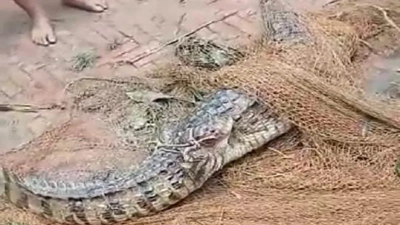 अमरोहा: पानी में बहकर आया घड़ियाल मची अफरा-तफरी, वन विभाग की टीम ने नदी में छुड़वाया