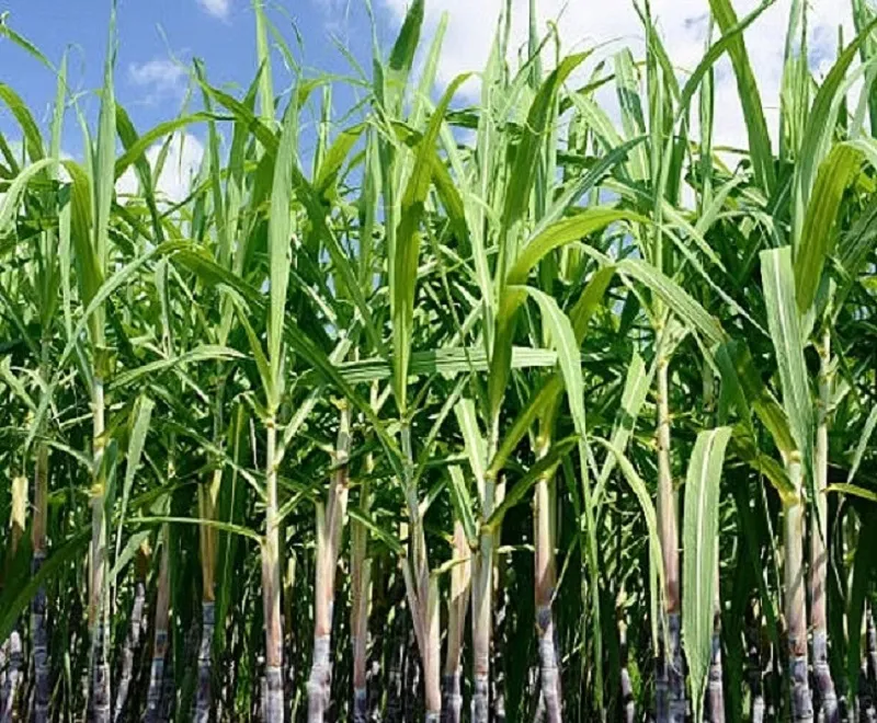 मुरादाबाद मंडल में बढ़ गया 34,000 हेक्टेयर गन्ने का रकबा