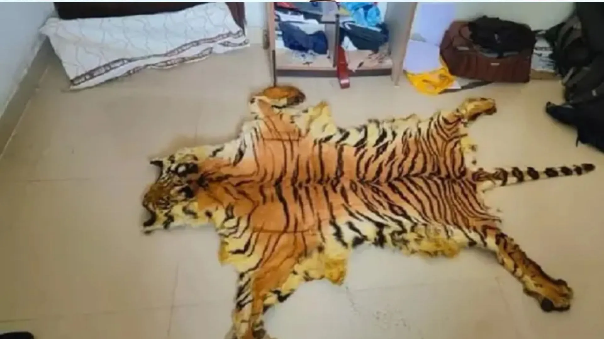 बाघ की खाल बेचते दो पुलिसकर्मियों समेत 9 लोग गिरफ्तार, भेजे गए जेल 