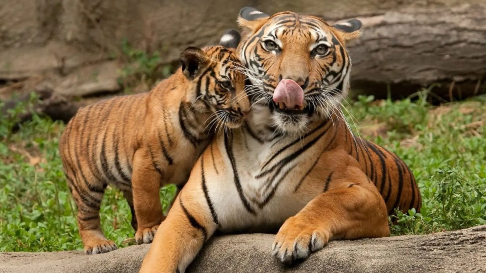 अंतरराष्ट्रीय बाघ दिवस: भारत में बाघों की बढ़ती संख्या को लेकर एक ओर उत्साह, दूसरी तरफ चिंताएं