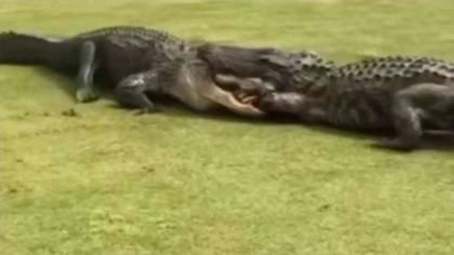 दो खूंखार मगरमच्छ आपस में भिड़े, चबाने लगे एक-दूसरे का सिर और पैर, नहीं देखा होगा ऐसा खतरनाक Video