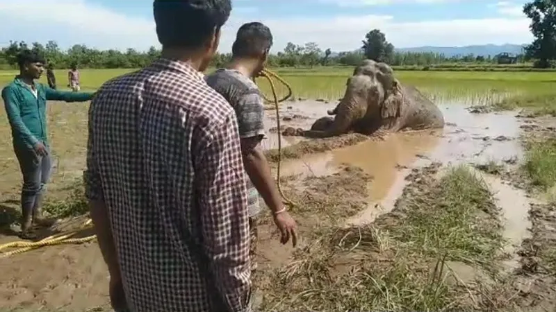 बिजनौर: भूख और गंभीर चोट लगने से हाथी की मौत, वन विभाग के रेस्क्यू ऑपरेशन को लेकर उठे सवाल
