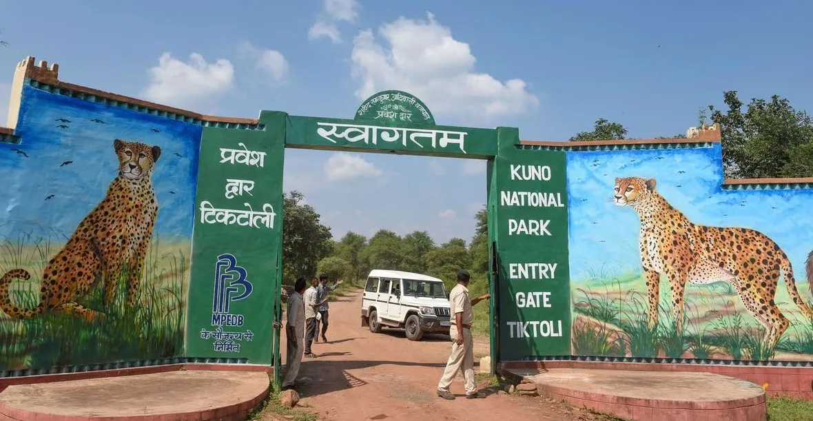 कूनो में चीतों को जांच के लिए बाड़ों में लाया जा सकता है, ड्रोन से निगरानी पर भी विचार- अधिकारी 