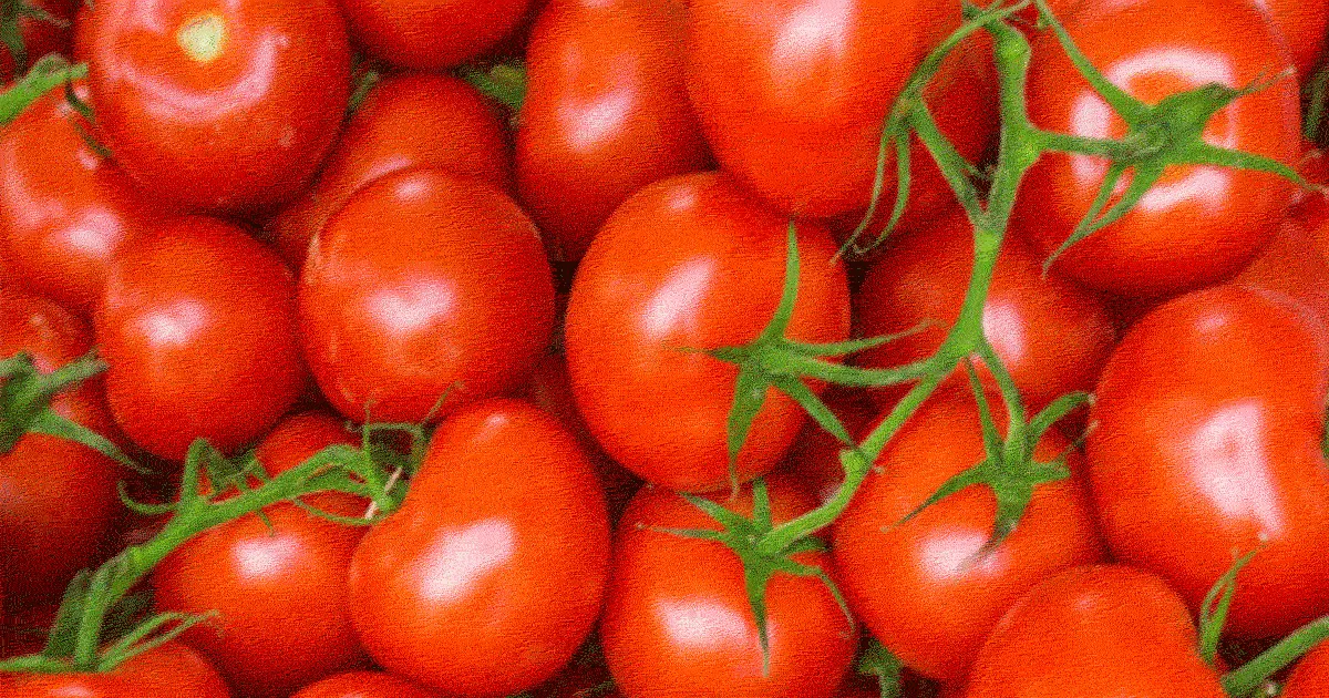 Tomato rate hike: हल्द्वानी में टमाटर 100 तो नैनीताल में 110 रुपये किलो बिकेगा