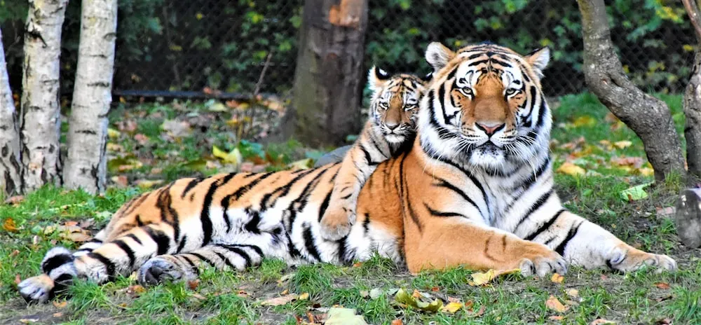 Global Tiger Day: कल रामनगर में जुटेंगे देश के सभी टाइगर रिजर्व के अधिकारी