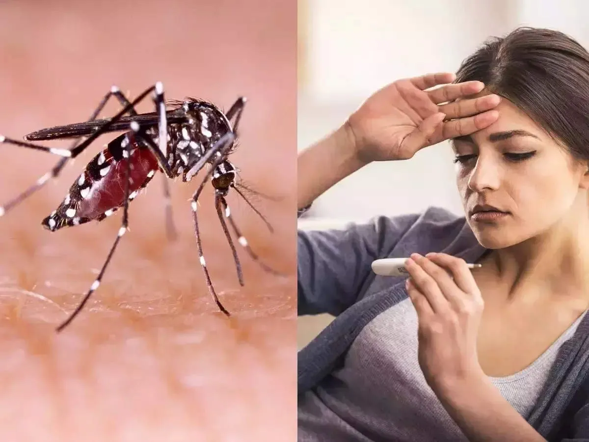 बरेली: मंडल में डेंगू की दस्तक, अफसर मूकदर्शक, पहली बारिश के बाद डेंगू के तेजी से बढ़ने के आसार