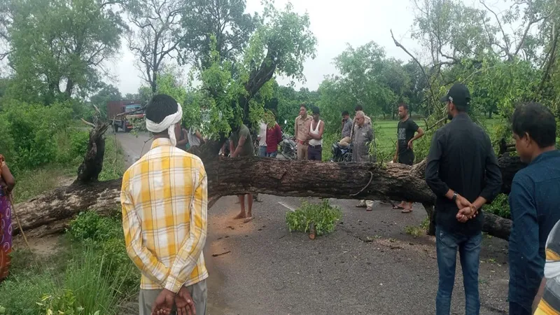 रायबरेली: पेड़ गिरने से यातायात रहा बाधित, एक किमी तक लगा जाम