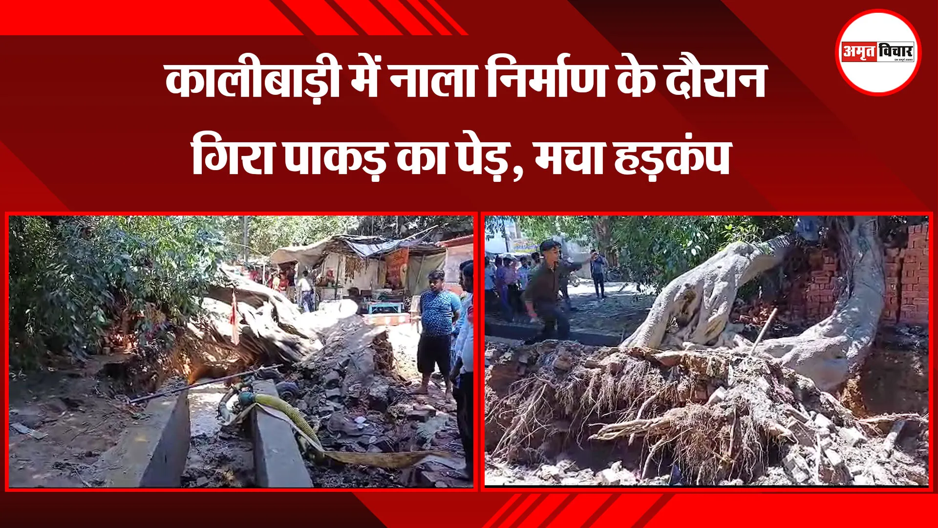 बरेली: कालीबाड़ी में नाला निर्माण के दौरान गिरा पाकड़ का पेड़, मचा हड़कंप