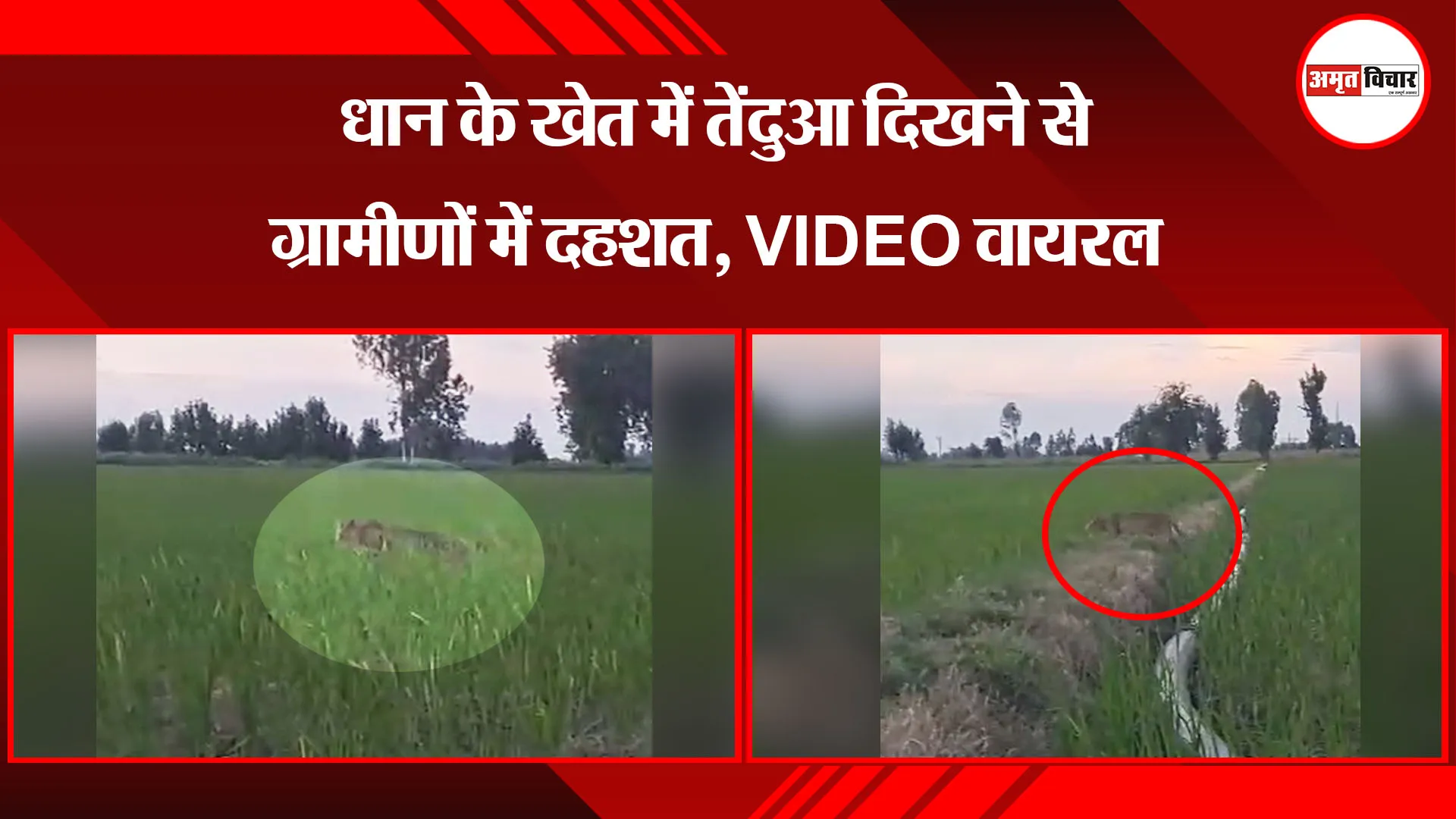  बदायूं: धान के खेत में तेंदुआ दिखने से ग्रामीणों में दहशत, VIDEO वायरल