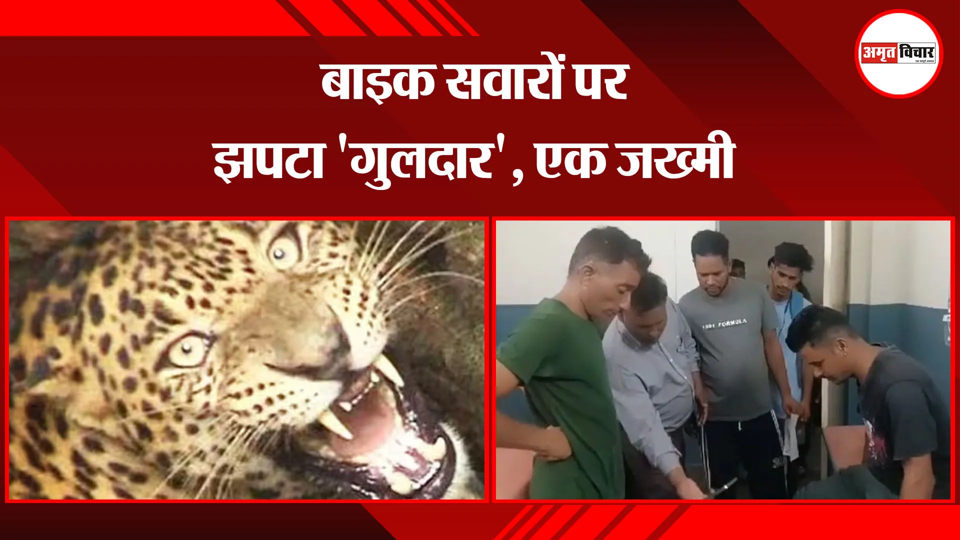 कालाढूंगी: बाइक सवारों पर झपटा 'गुलदार', एक जख्मी