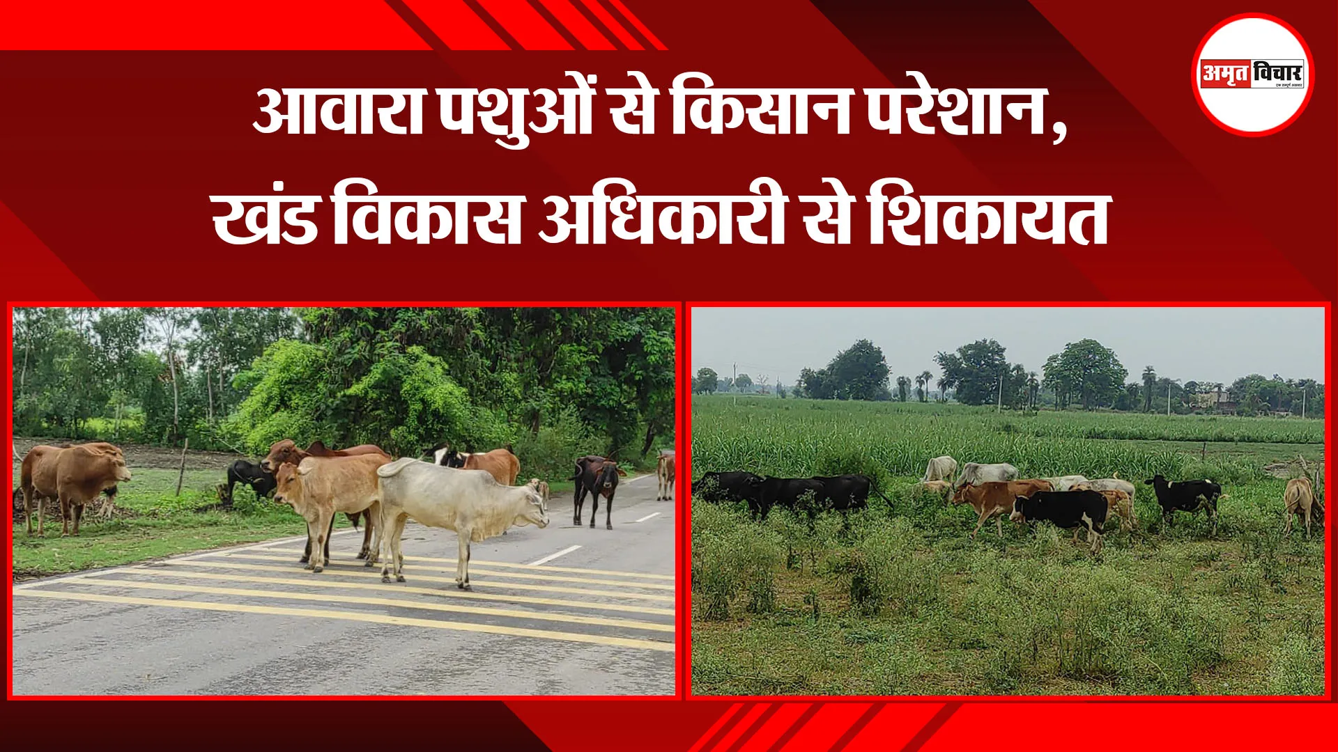  मुरादाबाद: आवारा पशुओं से किसान परेशान, खंड विकास अधिकारी से शिकायत