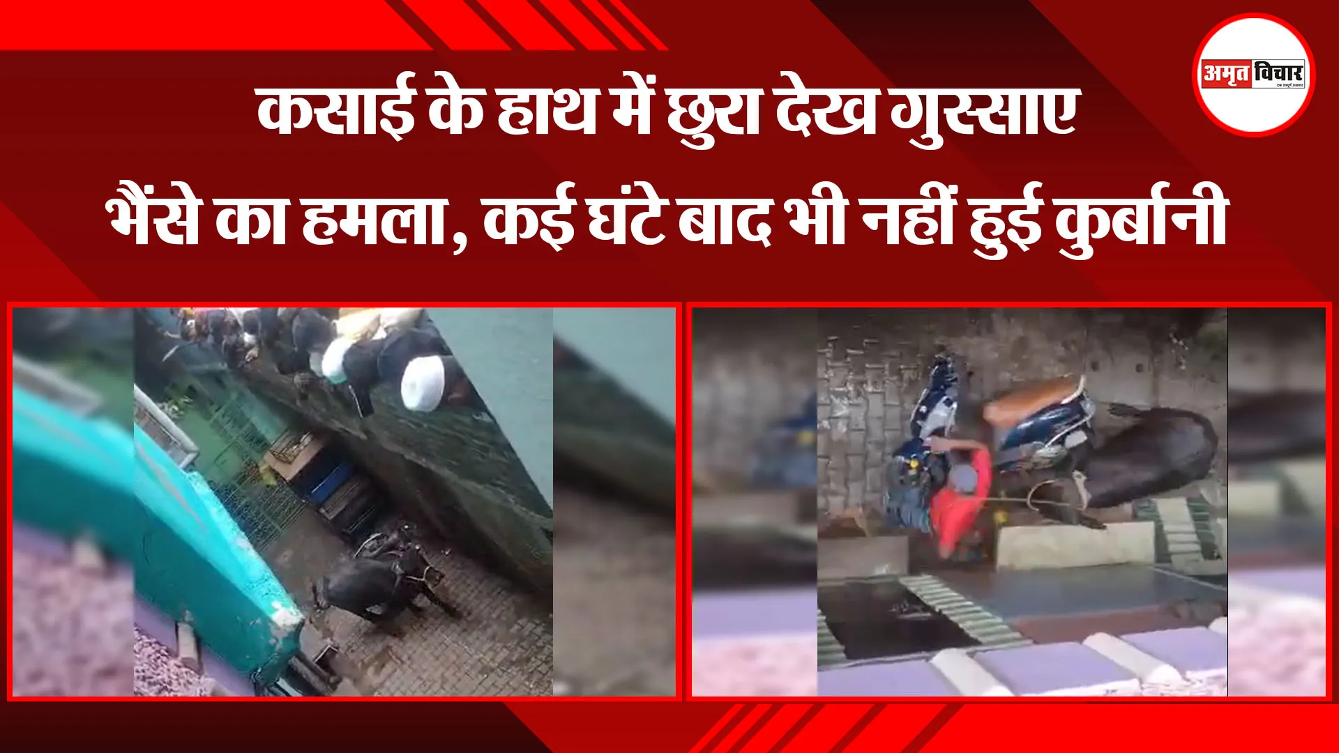  मुरादाबाद: कसाई के हाथ में छुरा देख गुस्साए भैंसे का हमला, कई घंटे बाद भी नहीं हुई कुर्बानी