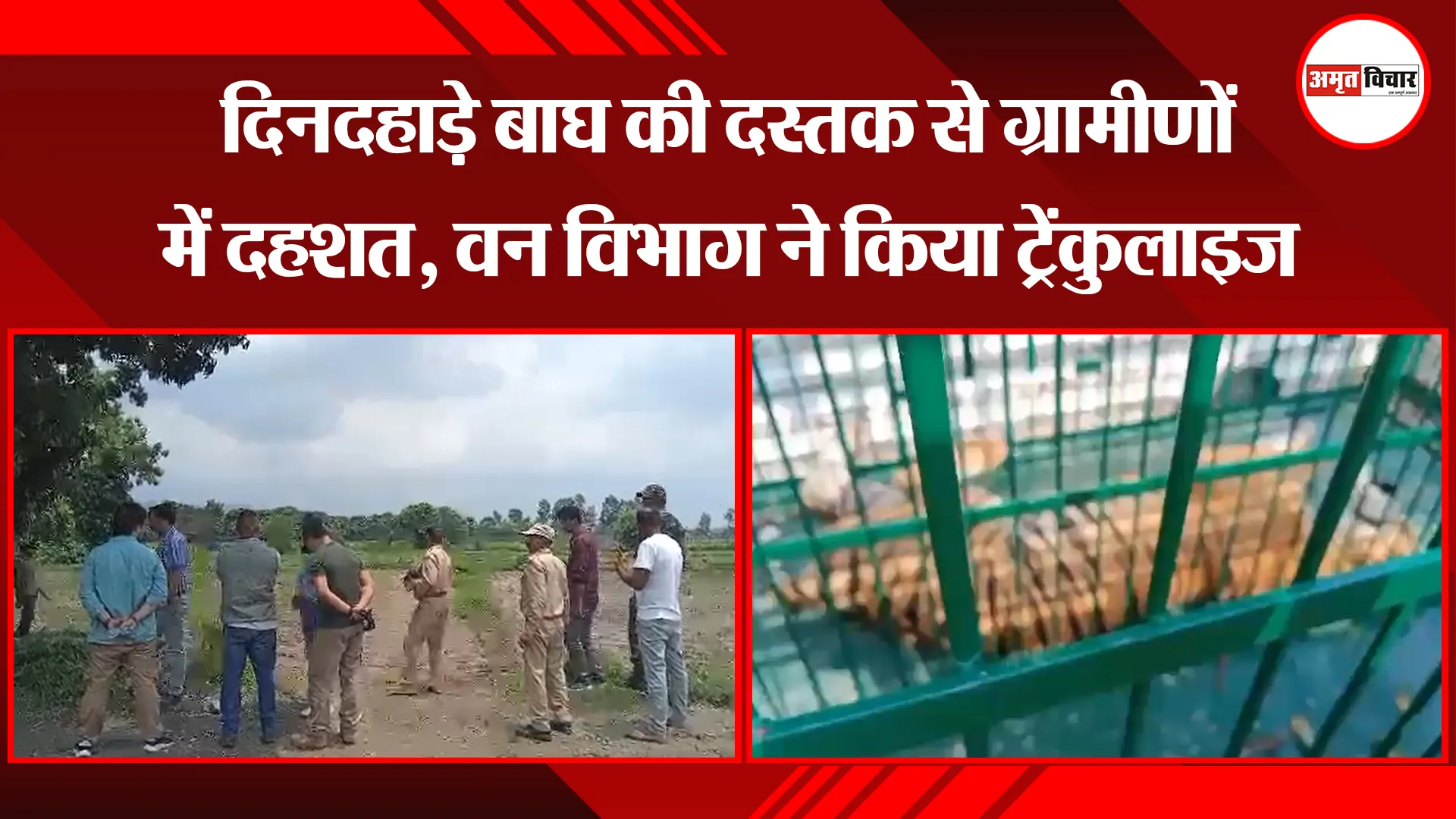 कालाढूंगी: दिनदहाड़े बाघ की दस्तक से ग्रामीणों में दहशत, वन विभाग ने किया ट्रेंकुलाइज