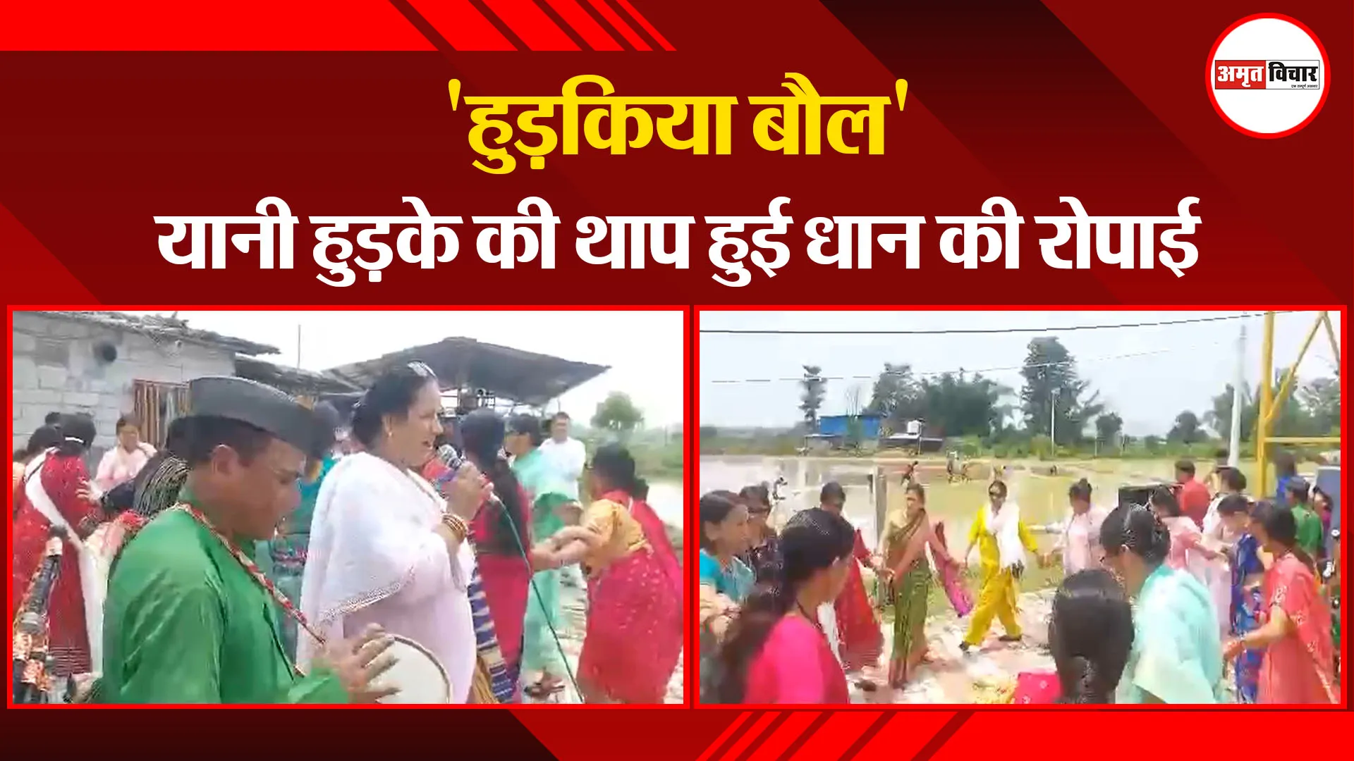रामनगर: 'हुड़किया बौल' यानी हुड़के की थाप हुई धान की रोपाई 