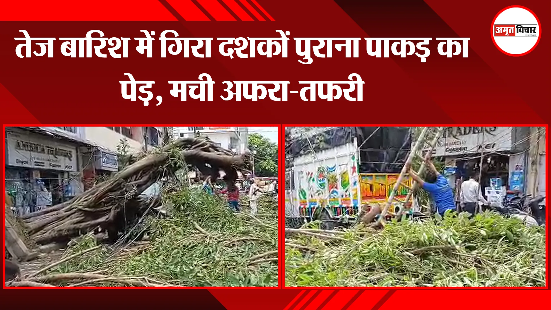 बरेली: तेज बारिश में गिरा दशकों पुराना पाकड़ का पेड़, मची अफरा-तफरी