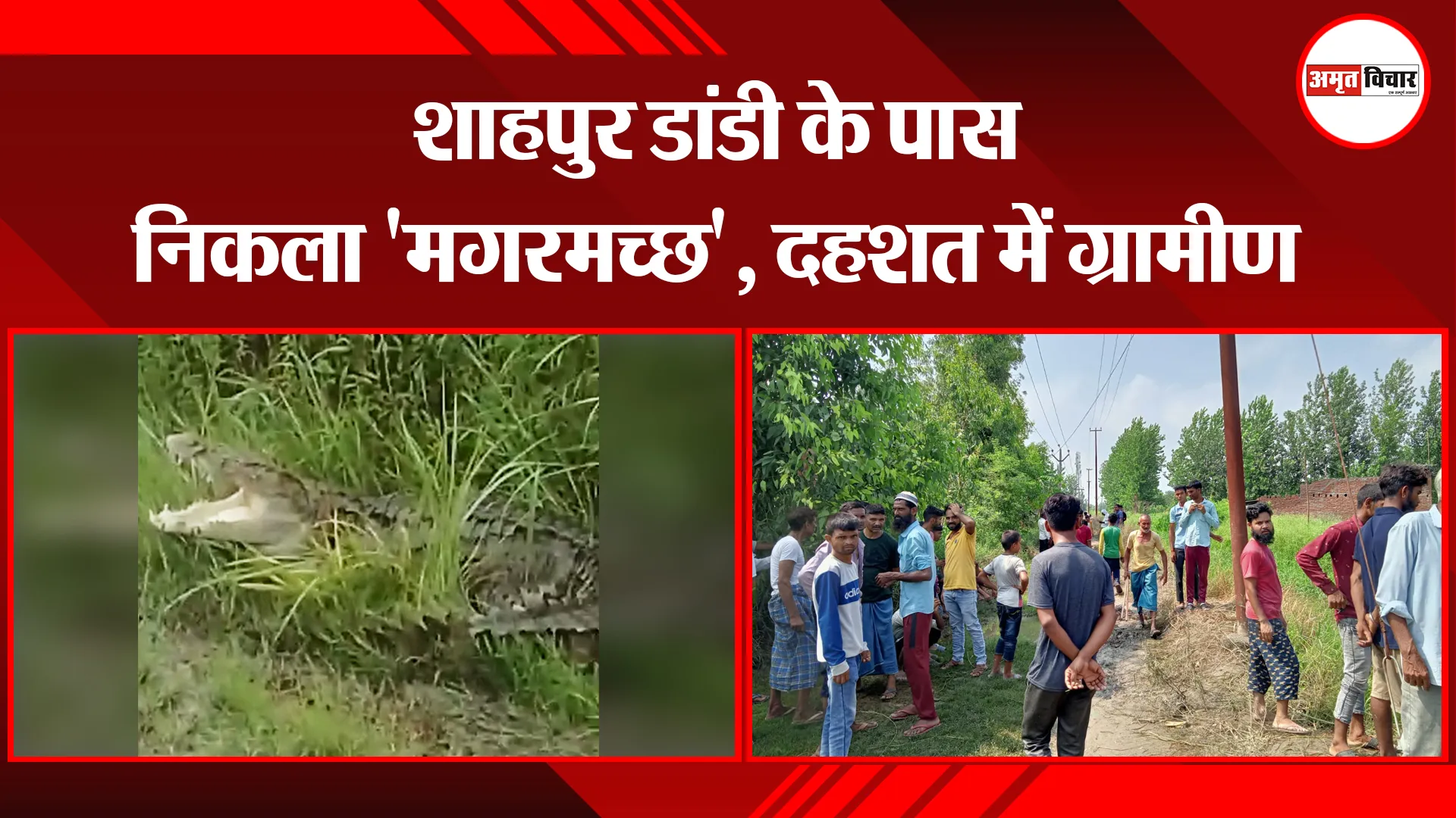 बरेली: शाहपुर डांडी के पास निकला 'मगरमच्छ', दहशत में ग्रामीण