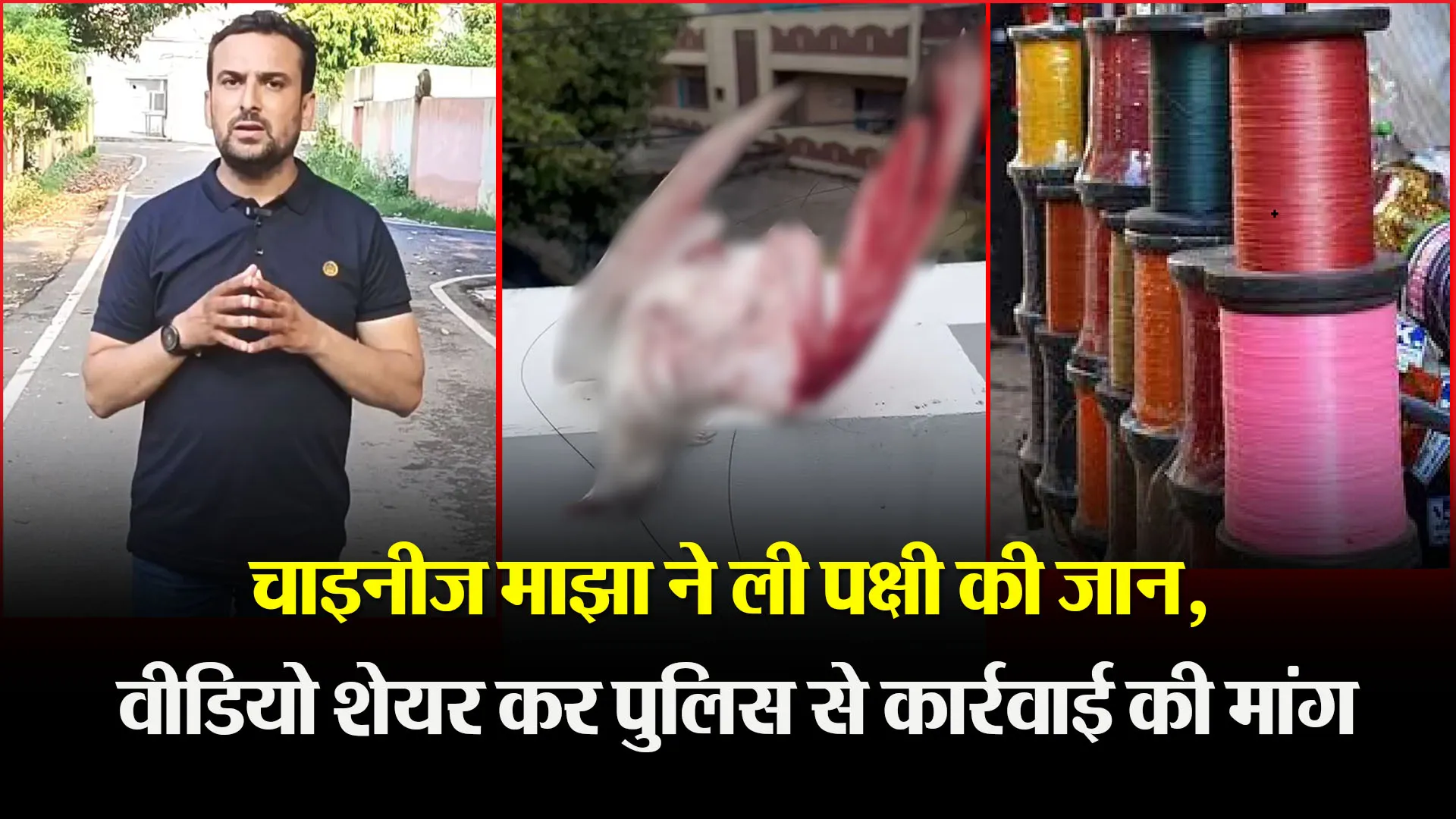 मुरादाबाद: चाइनीज माझा ने ली पक्षी की जान, वीडियो शेयर कर पुलिस से कार्रवाई की मांग 