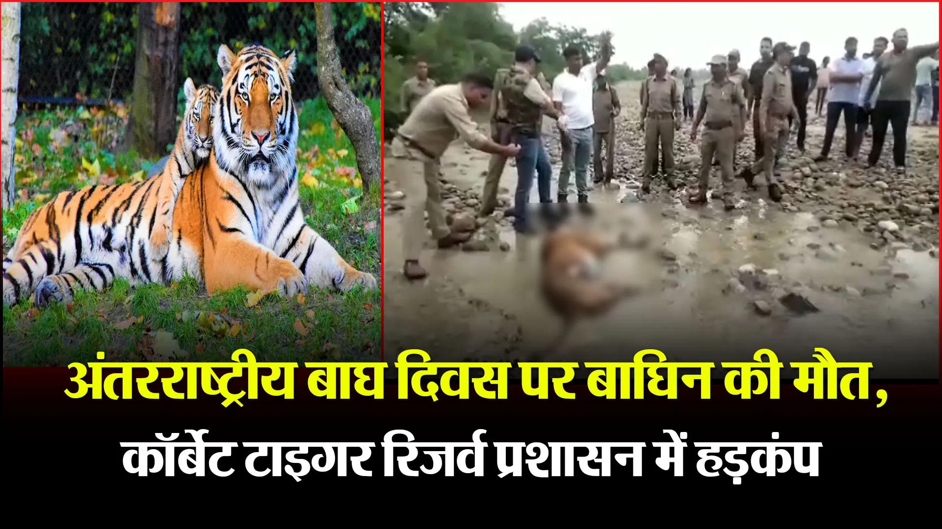 रामनगर: अंतरराष्ट्रीय बाघ दिवस पर बाघिन की मौत, कॉर्बेट टाइगर रिजर्व प्रशासन में हड़कंप