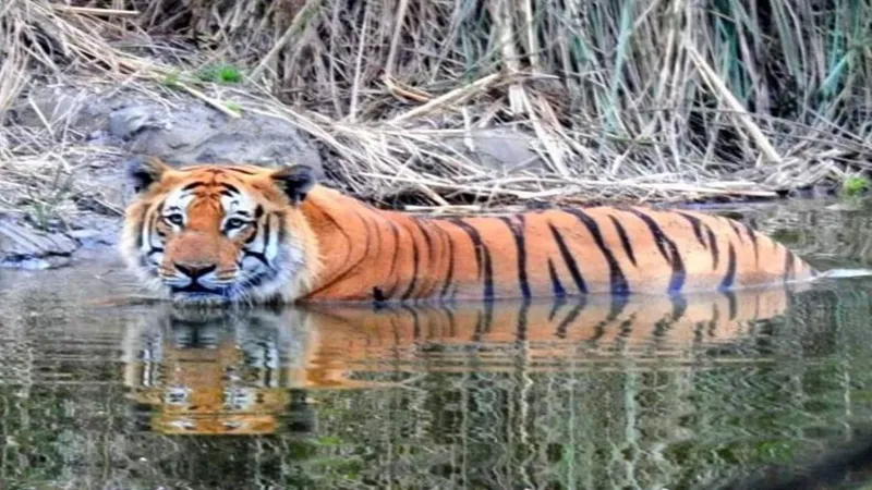 बहराइच: बाघों की सुरक्षा के लिए कतर्नियाघाट में रेड अलर्ट, जानें वजह
