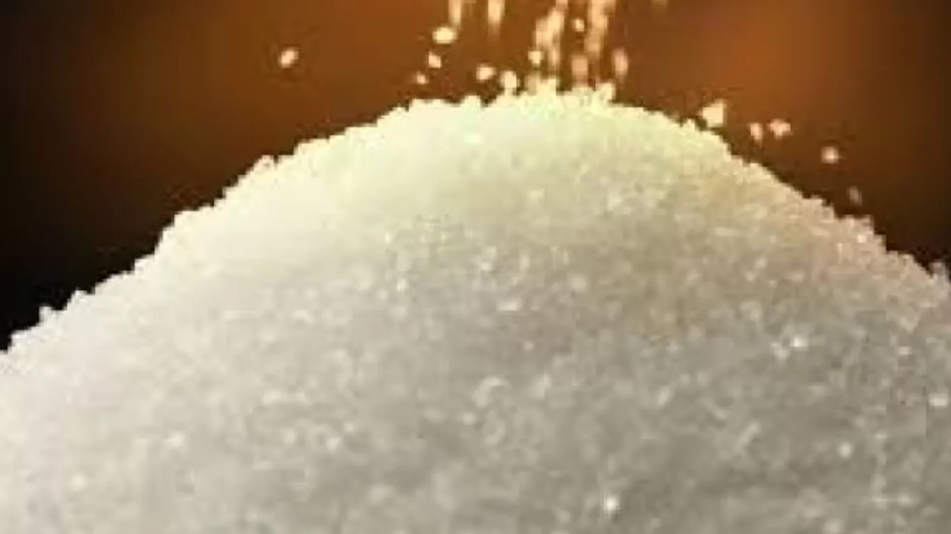 Kashipur News: राज्य में 48.76 लाख क्विंटल हुआ चीनी का उत्पादन, जिले की चार चीनी मिलें शामिल