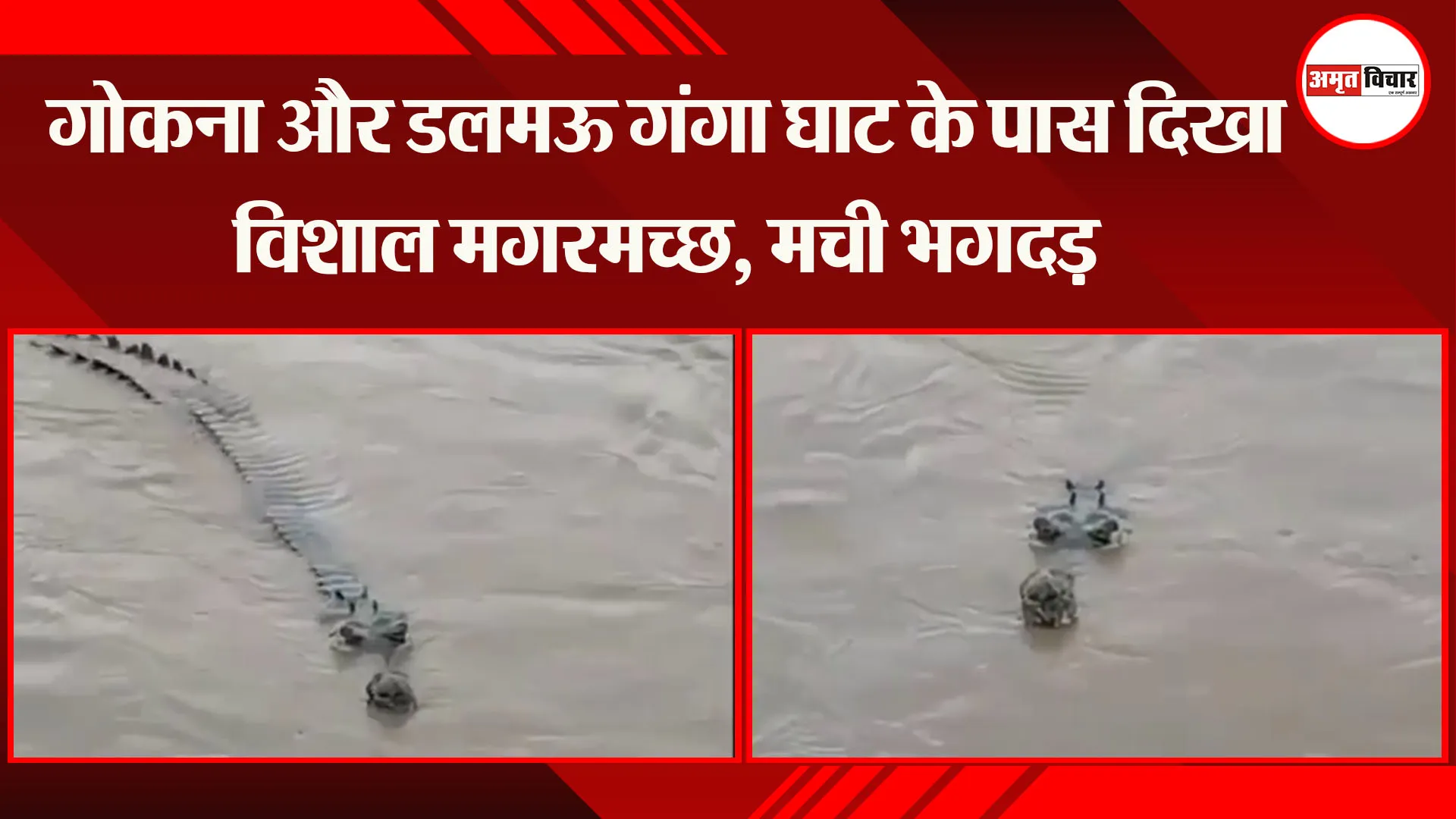 रायबरेली : गोकना और डलमऊ गंगा घाट के पास दिखा विशाल मगरमच्छ, मची भगदड़