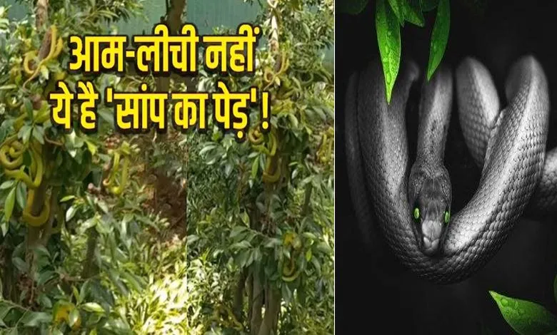 'सांपों का बगीचा': हैरत में पड़ जाएंगे आप! यहां होती है जहरीले सांपों की खेती, नजारा देख कांप जाएगा कलेजा