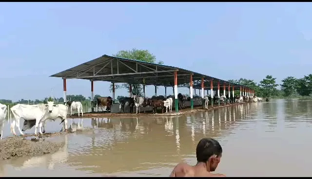 संभल: नंदी विहार में चौतरफा जलभराव, पांच सांडों की मौत, पानी में उतराते दिखे गोवंश के शव