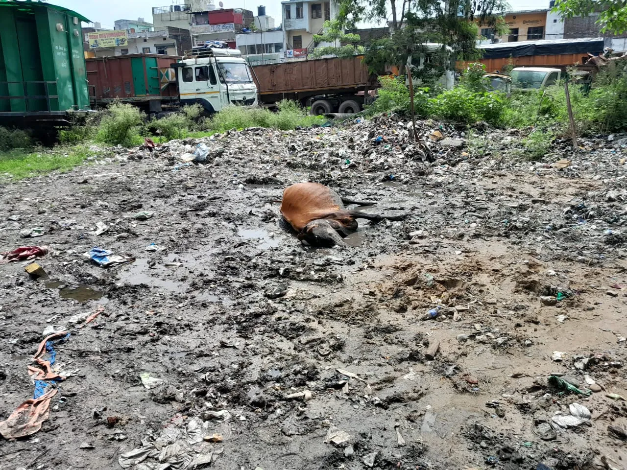 हल्द्वानी: टीपीनगर में करंट से गाय मरी, व्यापारियों ने एसडीओ को घेरा