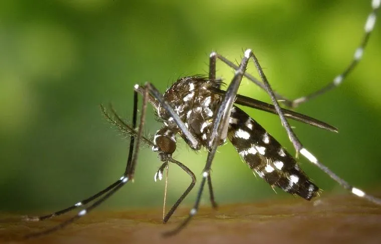 Bareilly: मलेरिया का हमला तेज, एमएमयू करेगी स्क्रीनिंग