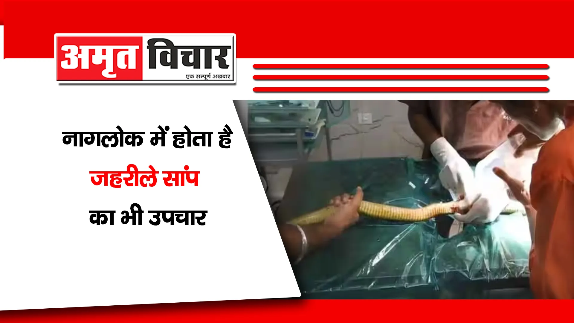 छत्तीसगढ़: नागलोक में होता है जहरीले सांप का भी उपचार