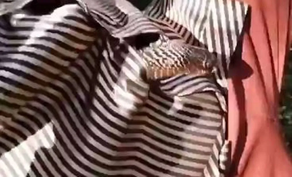 VIRAL VIDEO: पेड़ के नीचे बैठे शख्स की शर्ट में धीरे से घुसा किंग कोबरा, आगे जो हुआ उसे देखकर दहल उठेगा दिल 