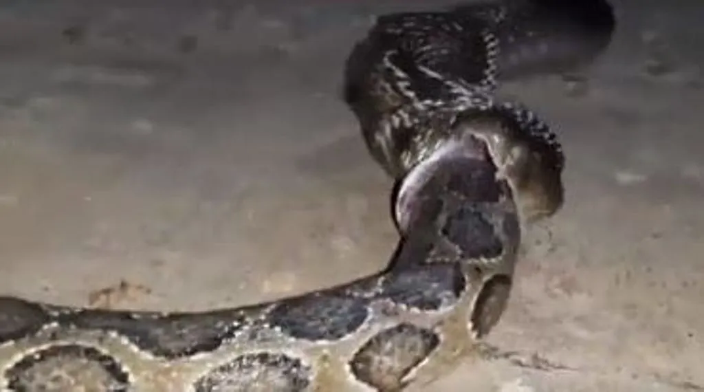 VIRAL VIDEO: पलक झपकते ही विशालकाय अजगर को निगल गया किंग कोबरा, वीडियो देख लोगों के उड़े होश 