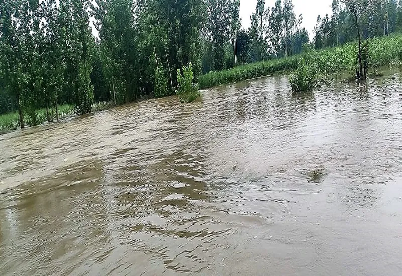 मुरादाबाद : खेतों में भरा पानी, काफियाबाद के किसानों के सामने पशुओं के चारे का संकट