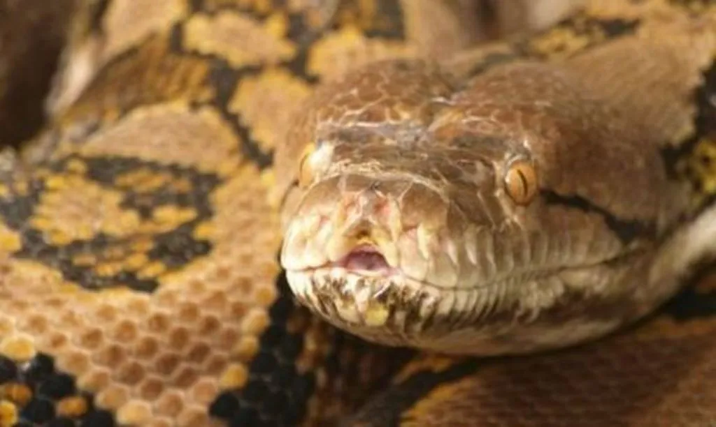 बिल्डिंग की 13वीं मंजिल पर पहुंचा अजगर, लोग हैरान, वन विभाग ने ऐसे किया रेस्क्यू