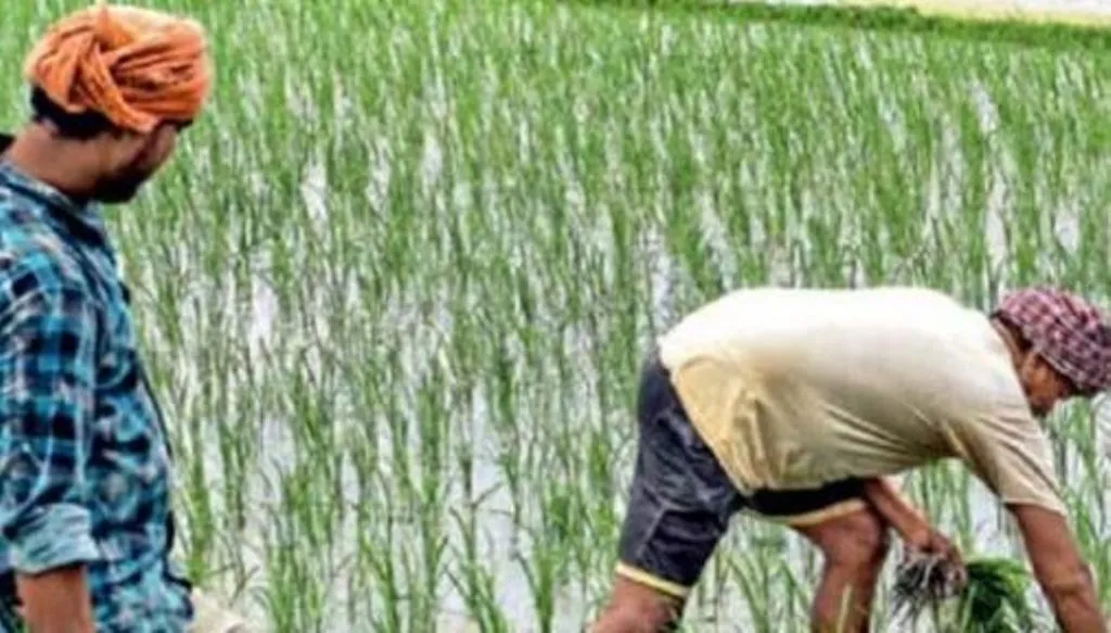 धान की पुन: बुवाई संभव न हो, तो वैकल्पिक फसलें उगाएं पंजाब के किसान- विशेषज्ञ 