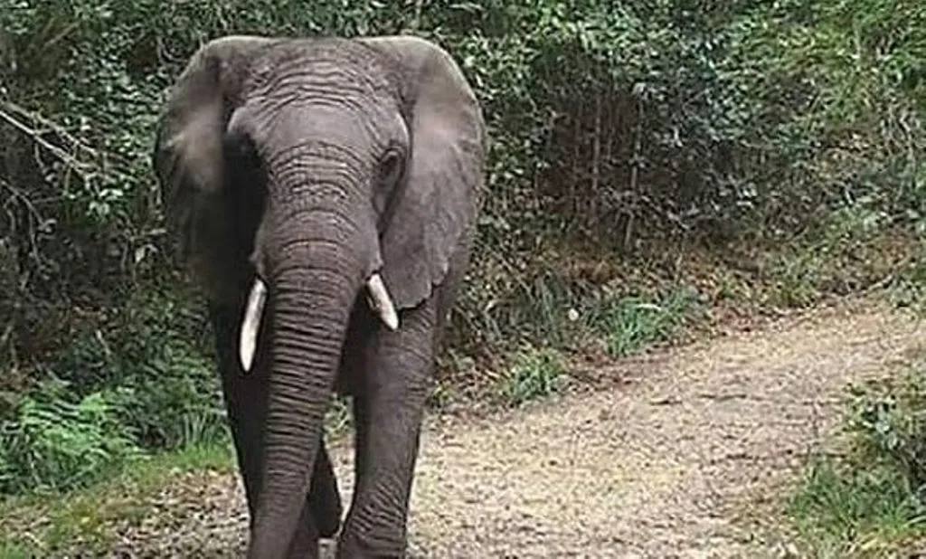 छत्तीसगढ़: जशपुर में जंगली हाथी के हमले में ग्रामीण की मौत