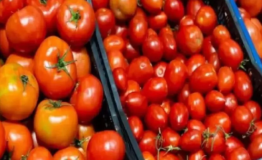 सरकार ने रियायती दर पर बेचे जाने वाले टमाटर की कीमत में की कटौती, अब इतने हुए दाम 