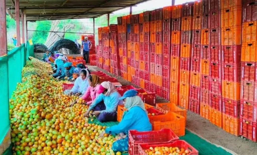 टमाटर की खेती ने बदली किसान की किस्मत, 30 दिन में बना करोड़पति, ऐसे किया ये कमाल 